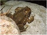 Navadna krastača (Bufo bufo)